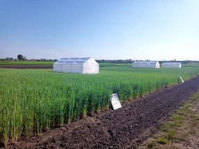 Plants under stress: How rye rearranges its genes