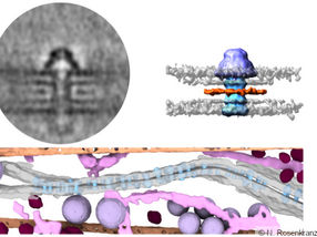 How an Invisible “Cap” could control Electrical Synapses