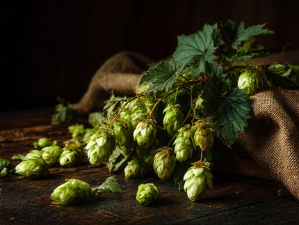 Technology boosts hop production in Brazil and paves the way for new bioproducts